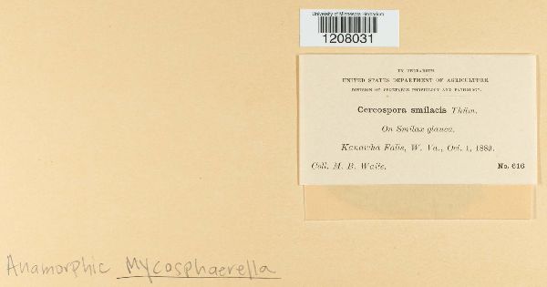 Cercospora smilacis image