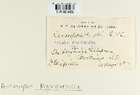 Cercospora sorghi image