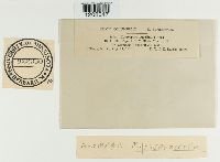 Cercospora squalidula image