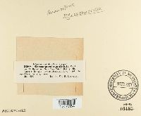 Cercospora squalidula image