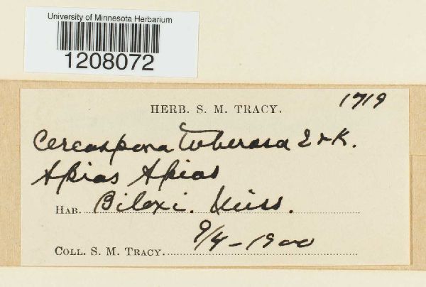 Cercospora tuberosa image