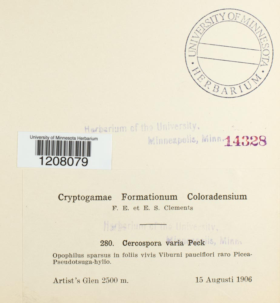 Pseudocercospora varia image