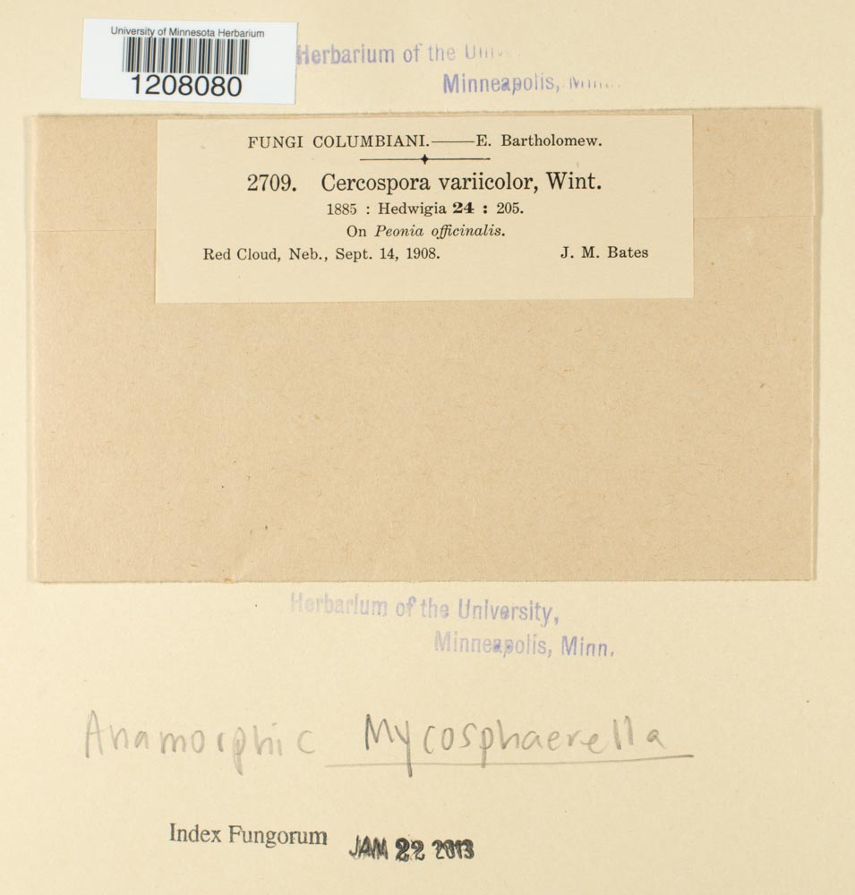 Cercospora variicolor image