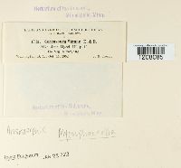 Cercospora nicotianae image