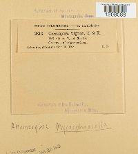 Cercospora nicotianae image