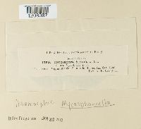 Cercospora nicotianae image