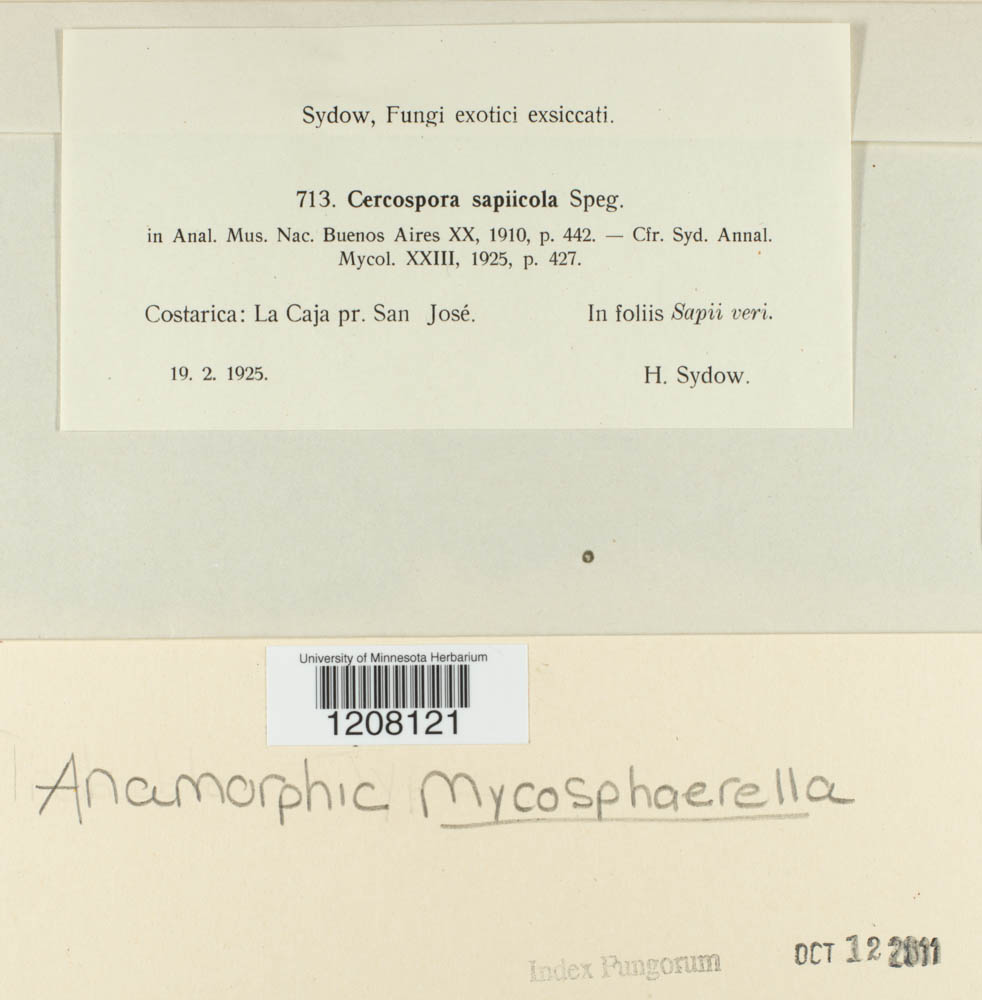 Cercospora sapiicola image