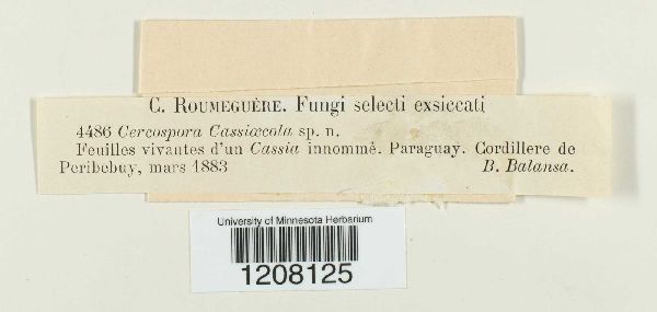 Cercospora cassiaecola image