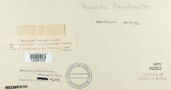 Cercospora palmicola image