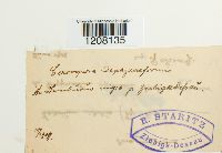 Cercospora depazeoides image