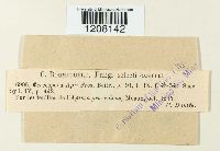 Cercospora apii image