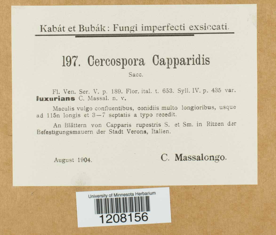 Cercospora capparis image