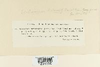 Cercospora depazeoides image