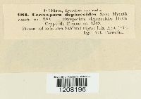 Cercospora depazeoides image