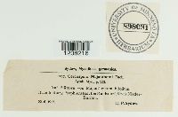 Cercospora majanthemi image