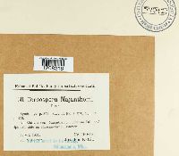 Cercospora majanthemi image