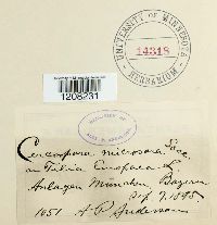 Mycosphaerella millegrana image