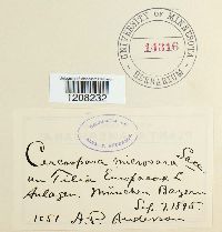 Mycosphaerella millegrana image