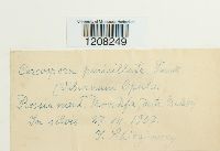 Cercospora penicillata image