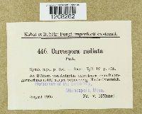 Cercospora radiata image