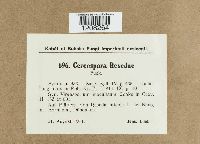 Cercospora resedae image