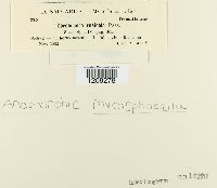 Cercospora rosicola image