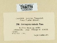 Cercospora rosicola image