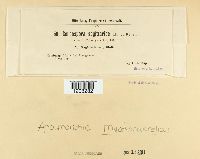 Cercospora sagittariae image