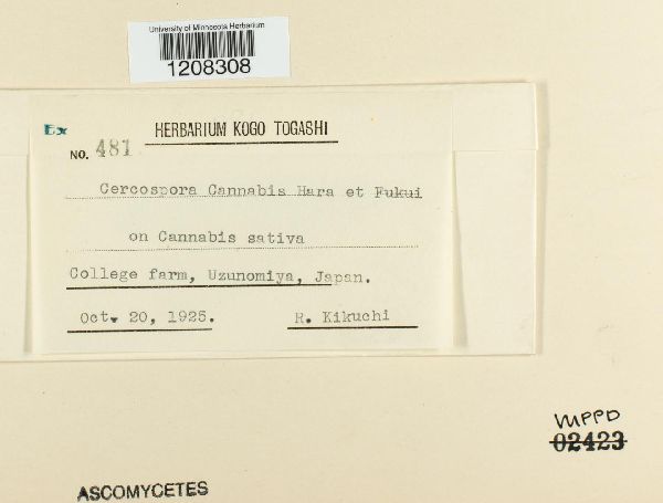 Cercospora cannabis image