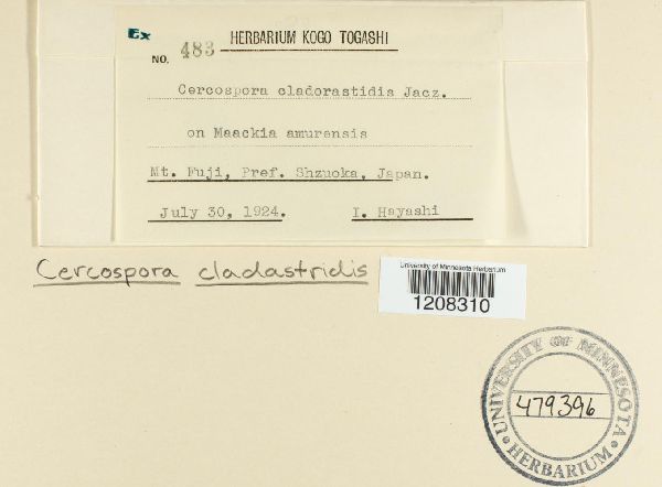 Cercospora cladastridis image