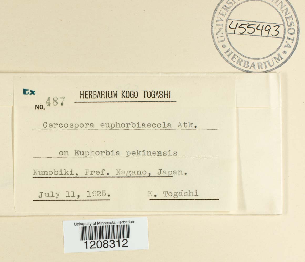 Cercospora euphorbiaecola image