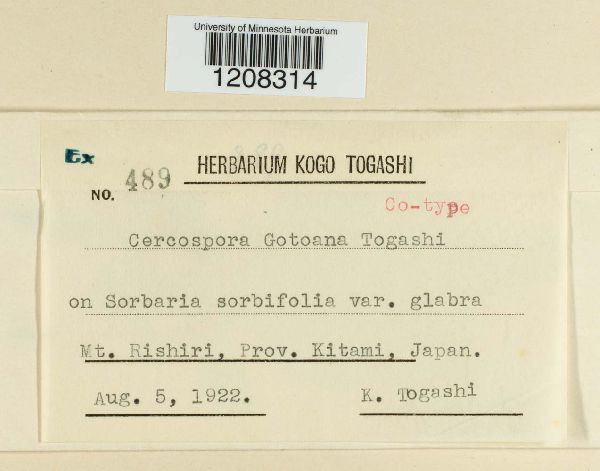 Cercospora gotoana image