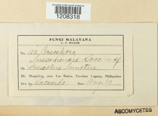 Cercospora lussoniensis image