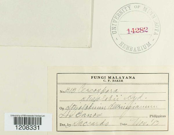 Pseudocercospora stizolobii image