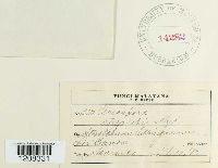 Image Associated With the Occurrence