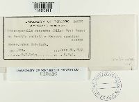 Cercospora fraserae image