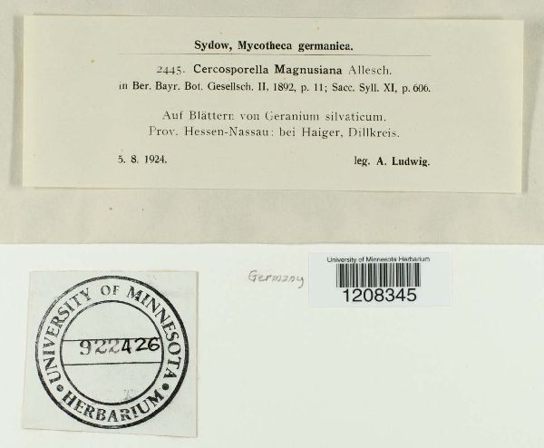Cercosporella magnusiana image