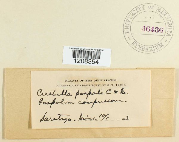 Cerebella paspali image