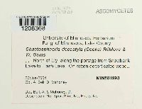 Media resource of Chaetosphaeria decastyla