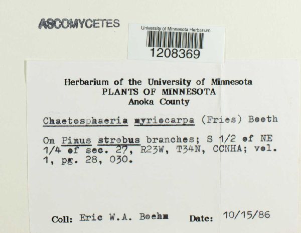 Chaetosphaeria myriocarpa image