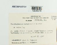 Chlorociboria aeruginascens image