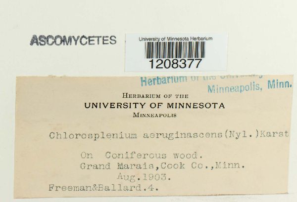 Chlorociboria aeruginascens image