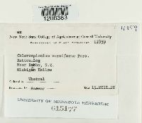 Chlorencoelia versiformis image