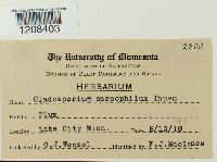 Venturia carpophila image