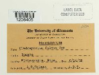 Passalora fulva image