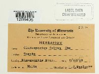 Passalora fulva image