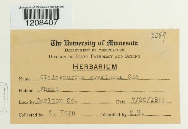 Mycosphaerella tassiana image