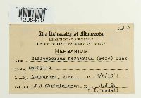 Cladosporium herbarum image