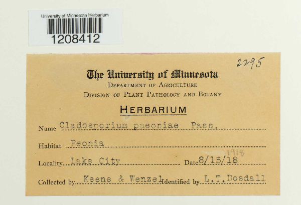 Graphiopsis chlorocephala image