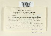 Cladosporium herbarum image